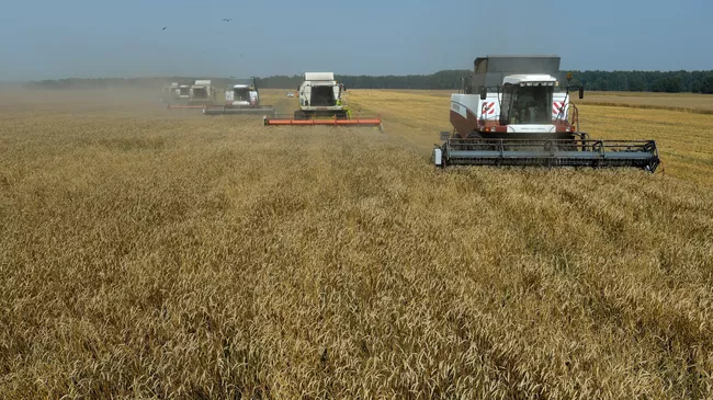 Уборка урожая зерновых культур в Новосибирской области