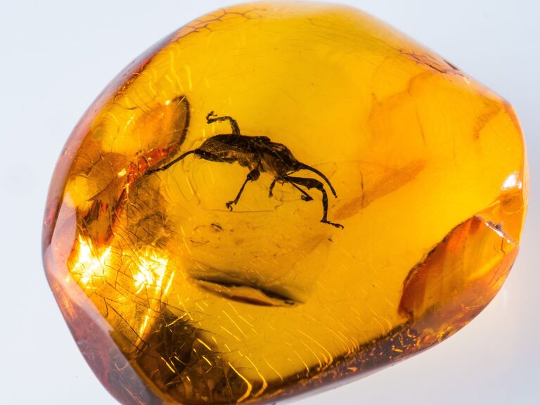 Янтарь с останками древних насекомых из коллекции Калининградского музея янтаря