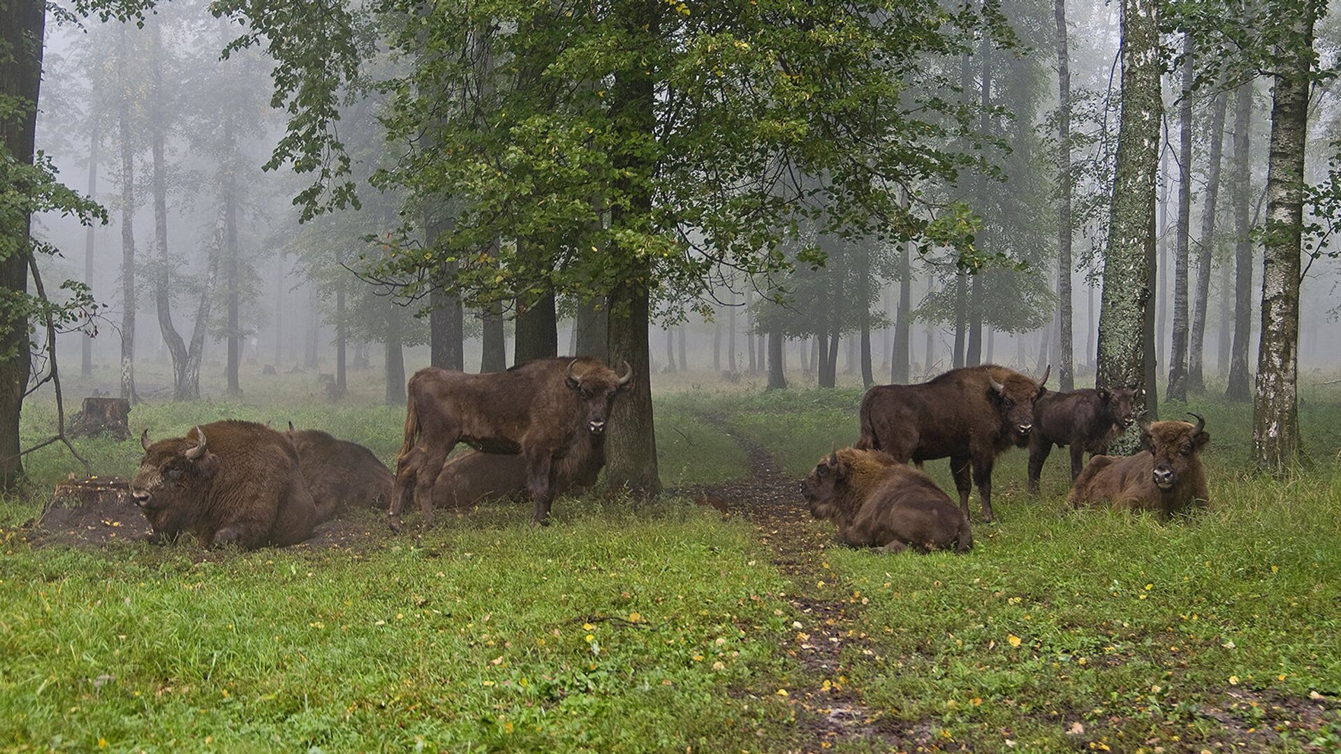 Приокско-Террасный заповедник. Зубры - РИА Новости, 1920, 11.11.2022