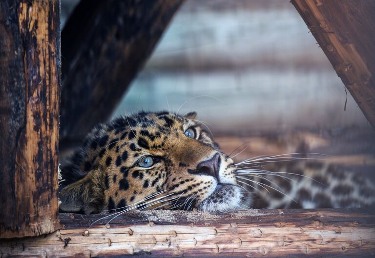 Дальневосточный леопард Дальневосточный леопард