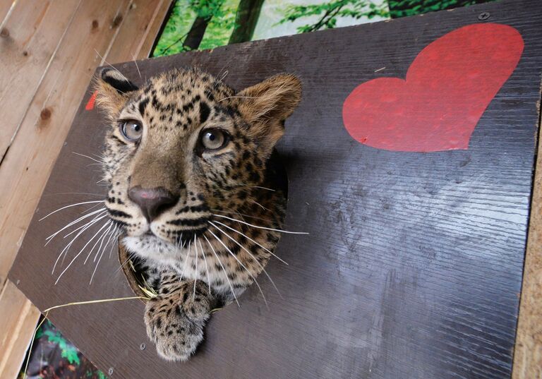 Пополнение в зоопарке Чудесный в Приморском крае Пополнение в зоопарке Чудесный в Приморском крае