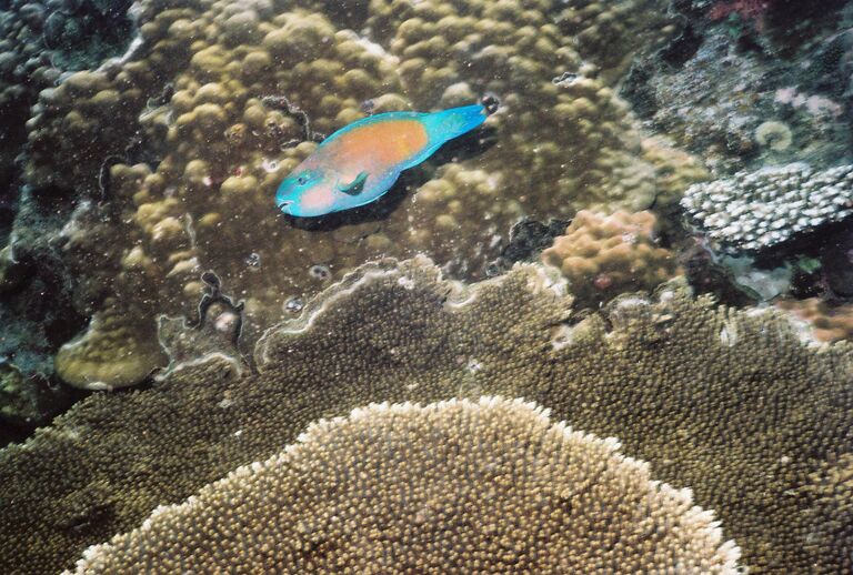 Морской попугай, проплывающий над участком сохранного рифа Морской попугай, проплывающий над участком сохранного рифа