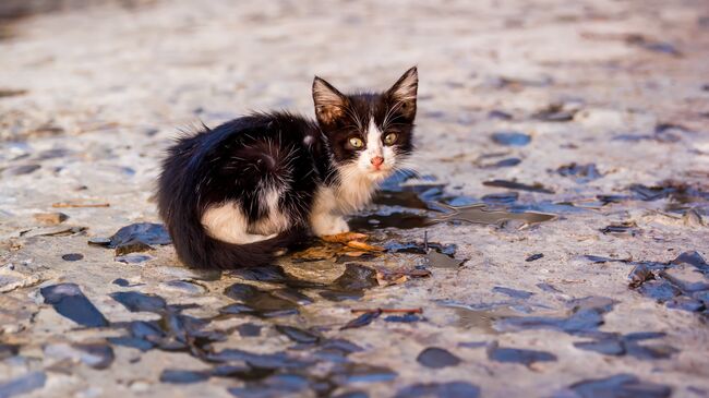 Котенок на улице