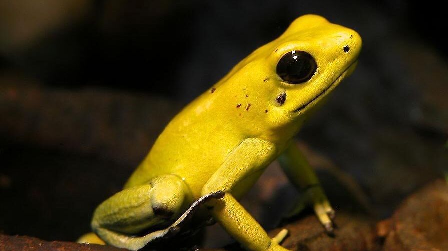 Лягушка-древолаз Phyllobates terribilis. Архивное фото - РИА Новости, 1920, 21.02.2024