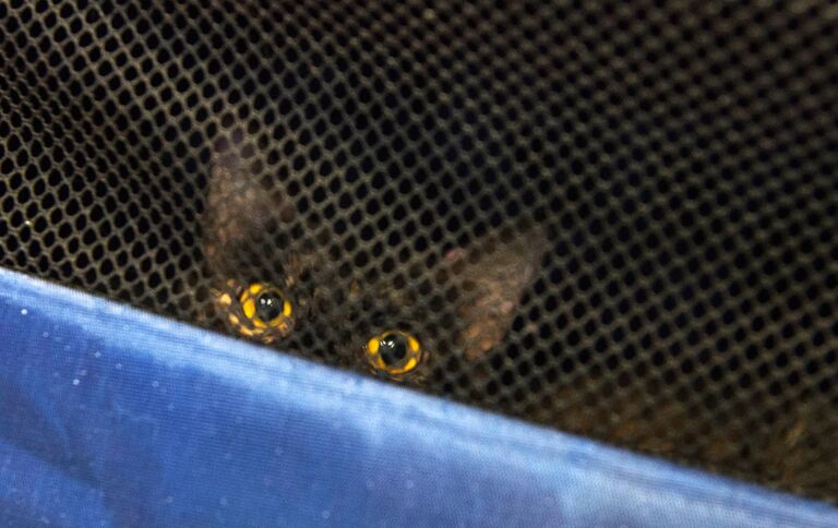 Эрмитажный кот в переноске в котокафе Республика кошек, в котором ежемесячно проходят благотворительные акции Все оттенки кошачьего по раздаче кошек в добрые руки 