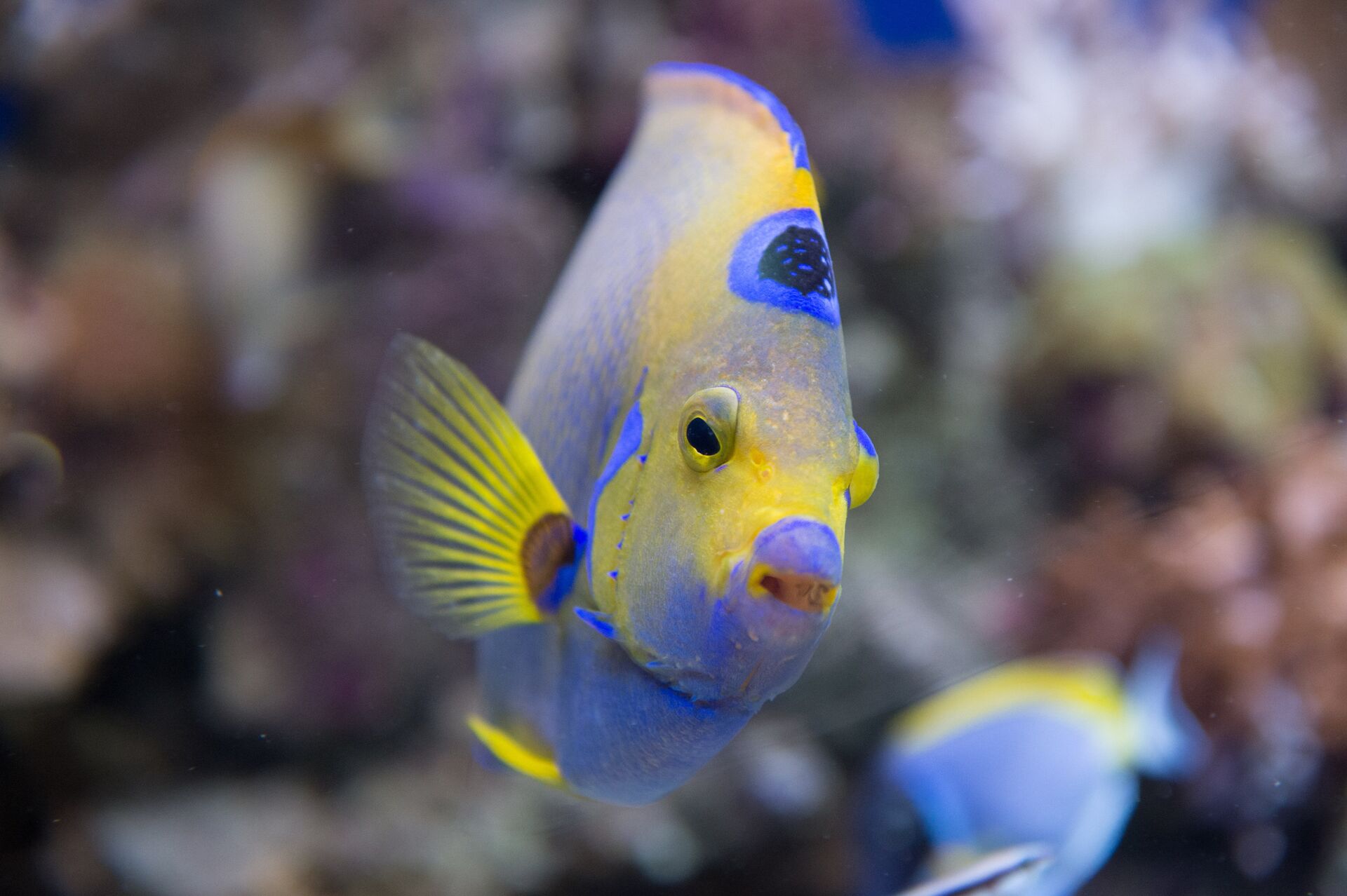 Обитатели крупнейшего в Европе центра океанографии и морской биологии Москвариум на ВДНХ Обитатели крупнейшего в Европе центра океанографии и морской биологии Москвариум на ВДНХ - РИА Новости, 1920, 10.02.2021