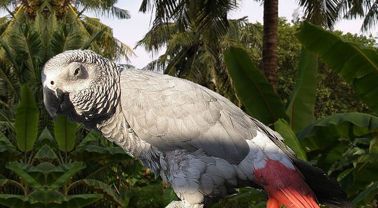 Попугай Жако