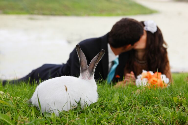 Молодожены