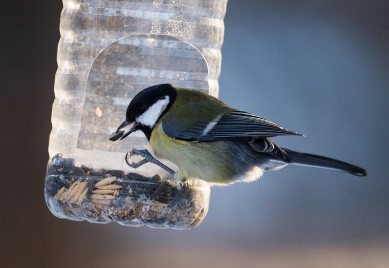 Синица в парке Серебряный бор в Москве