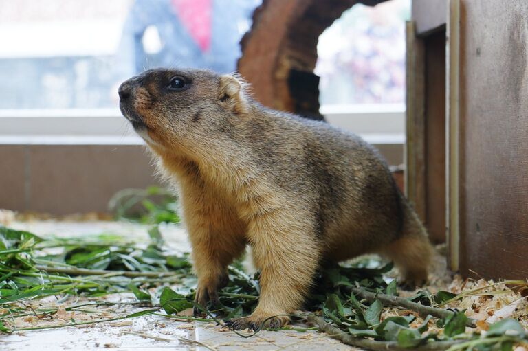 Сурок в Ленинградском зоопарке