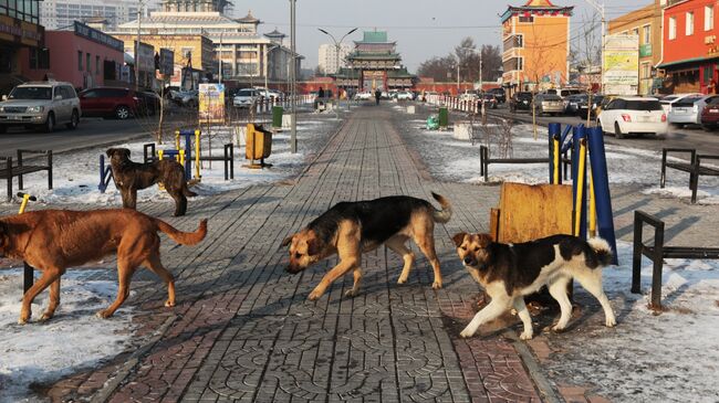 Бродячие собаки