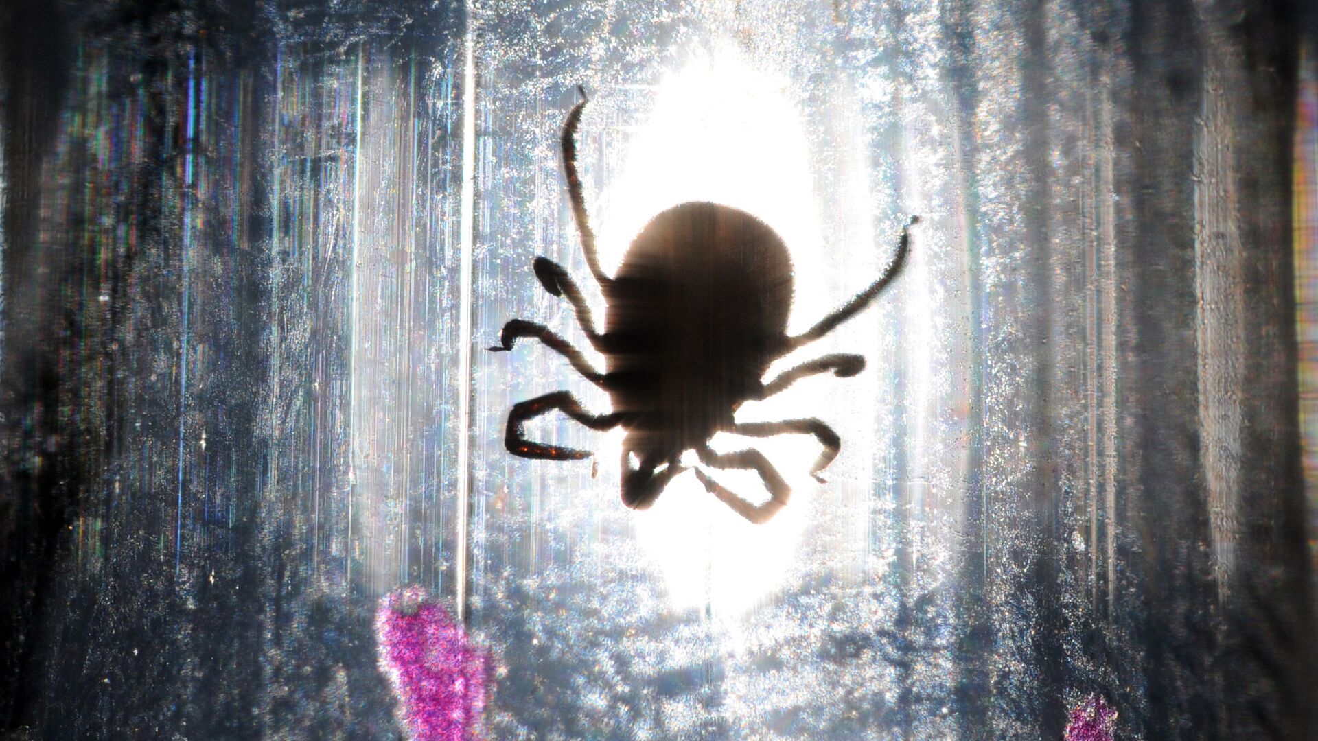 Клещ в паразитологической лаборатории - РИА Новости, 1920, 13.08.2025