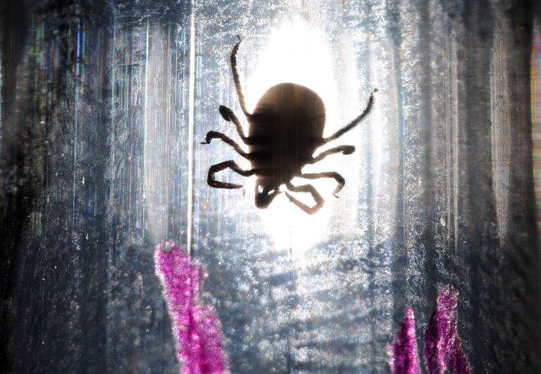 Клещ в паразитологической лаборатории