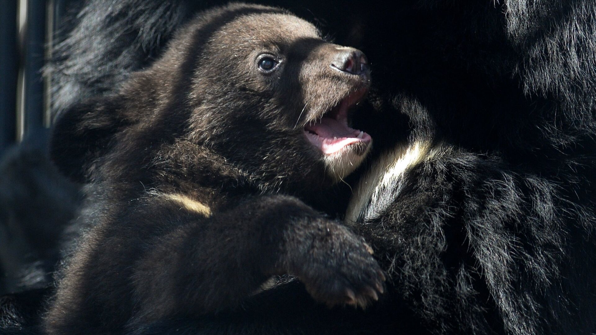 Гималайский медвежонок в вольере Новосибирского зоопарка - РИА Новости, 1920, 18.05.2022