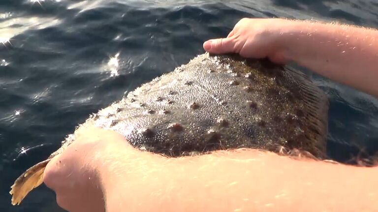 Пограничники освободили найденных живыми у нарушителей морских обитателей Пограничники освободили найденных живыми у нарушителей морских обитателей