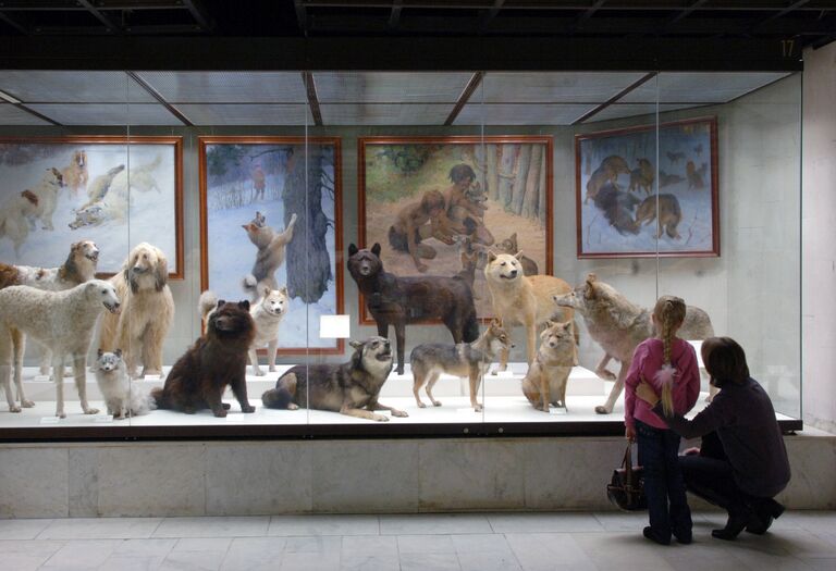 Теория и практика Дарвина: чем полезны волонтеры в Естественнонаучном музее