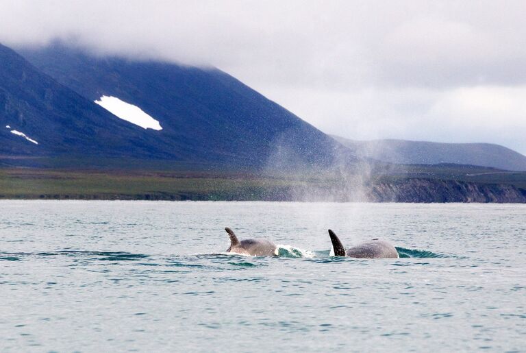 Куда плывут и как живут киты
