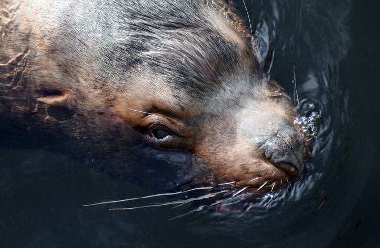 Камчатка готовится к празднику в честь морских млекопитающих