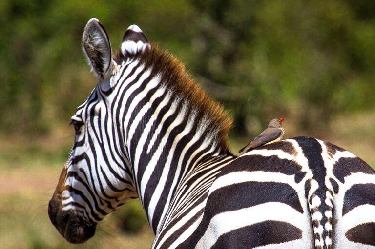 Зебра в национальном заповеднике Масаи-Мара в Кении Зебра в национальном заповеднике Масаи-Мара в Кении