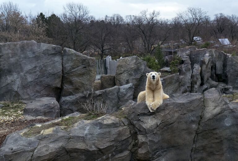 Полярный медведь в шёнбруннском зоопарке