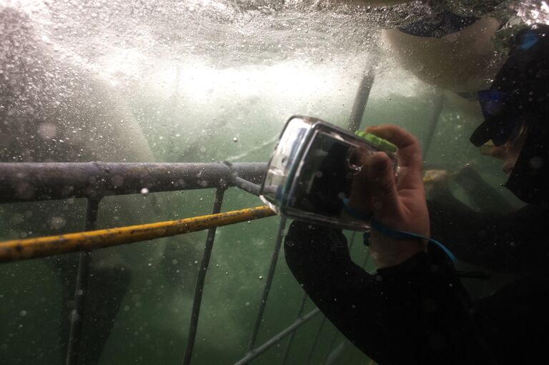 Аттракцион Дайвинг с акулами в Кейптауне, Южная Африка