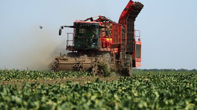 Уборка урожая сахарной свеклы в станице Новолабинской Краснодарского края