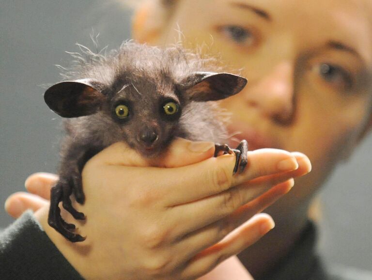 Мадагаскарская руконожка в зоопарке Бристоля, Великобритания Мадагаскарская руконожка в зоопарке Бристоля, Великобритания