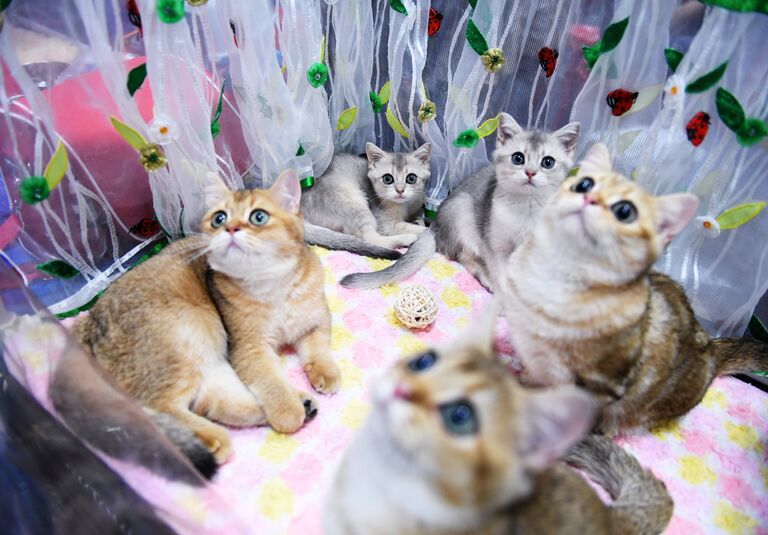 Кошки породы британская на международной выставке Звезда 2018 в Москве