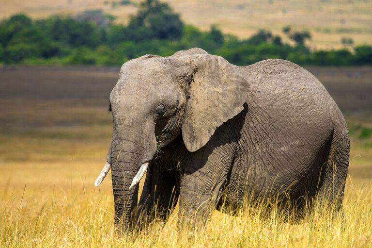 Слон в национальном заповеднике Масаи-Мара в Кении