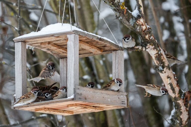 Воробьи у кормушки в Московской области