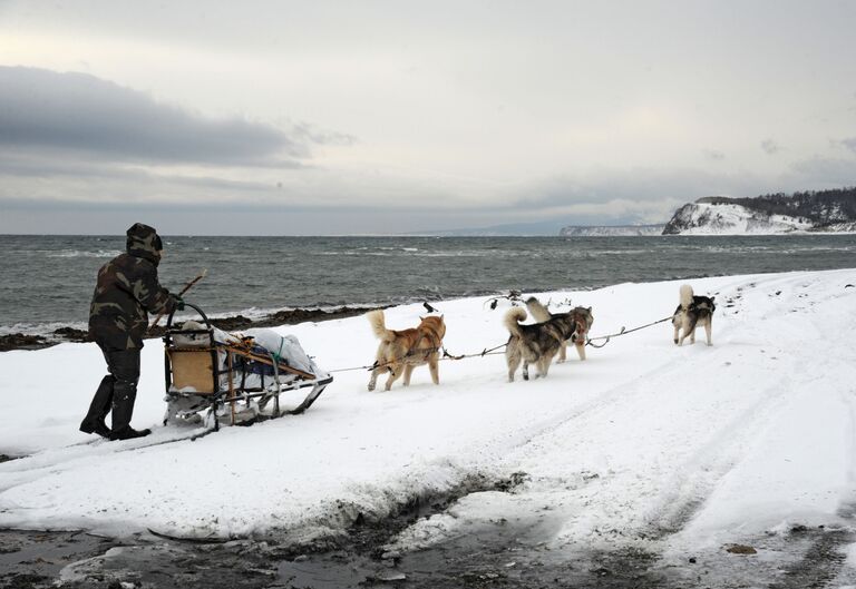 Упряжка ездовых собак на острове Кунашир