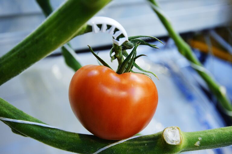 Выращивание томатов