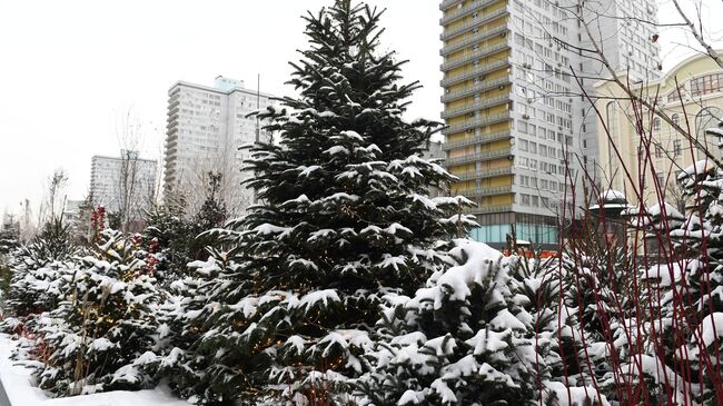 Аллея ёлок в сквере на Новом Арбате.