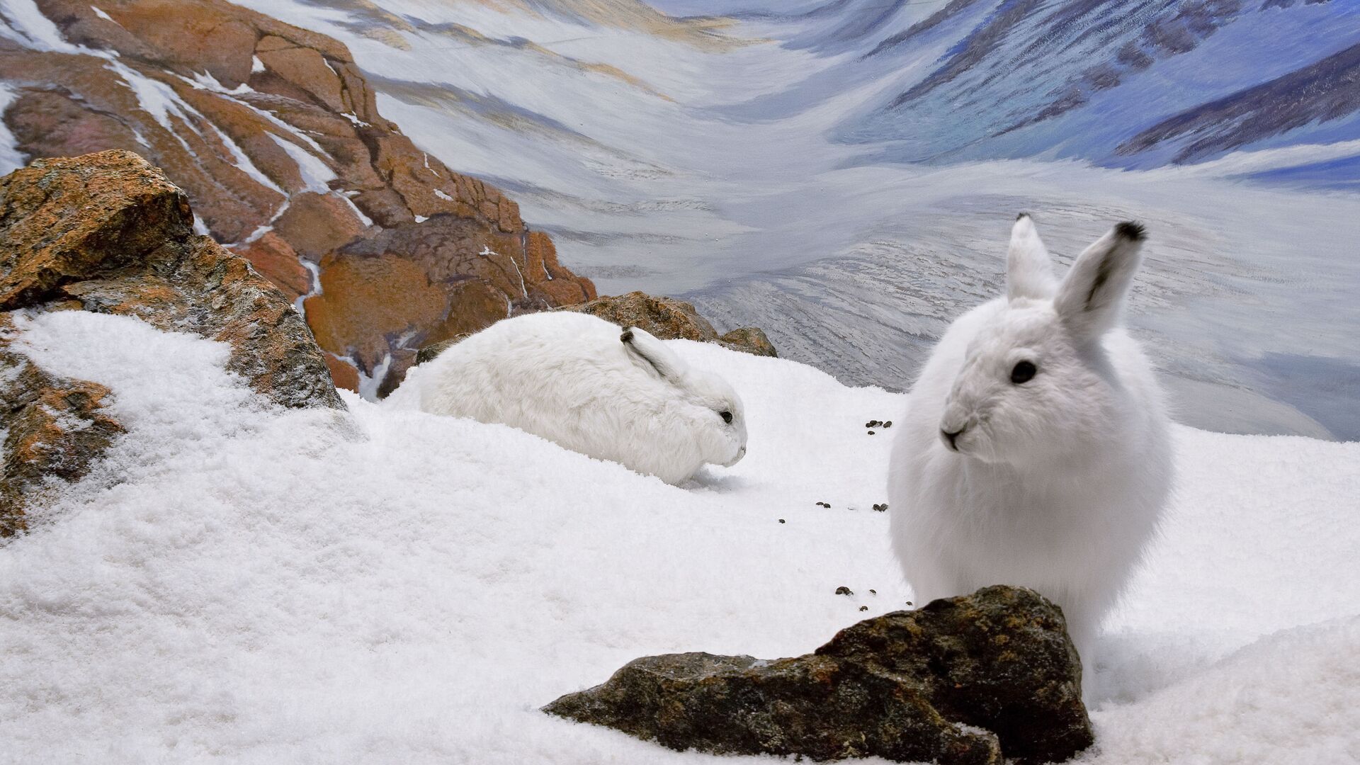 Арктические зайцы. Северная Канада - РИА Новости, 1920, 24.01.2021