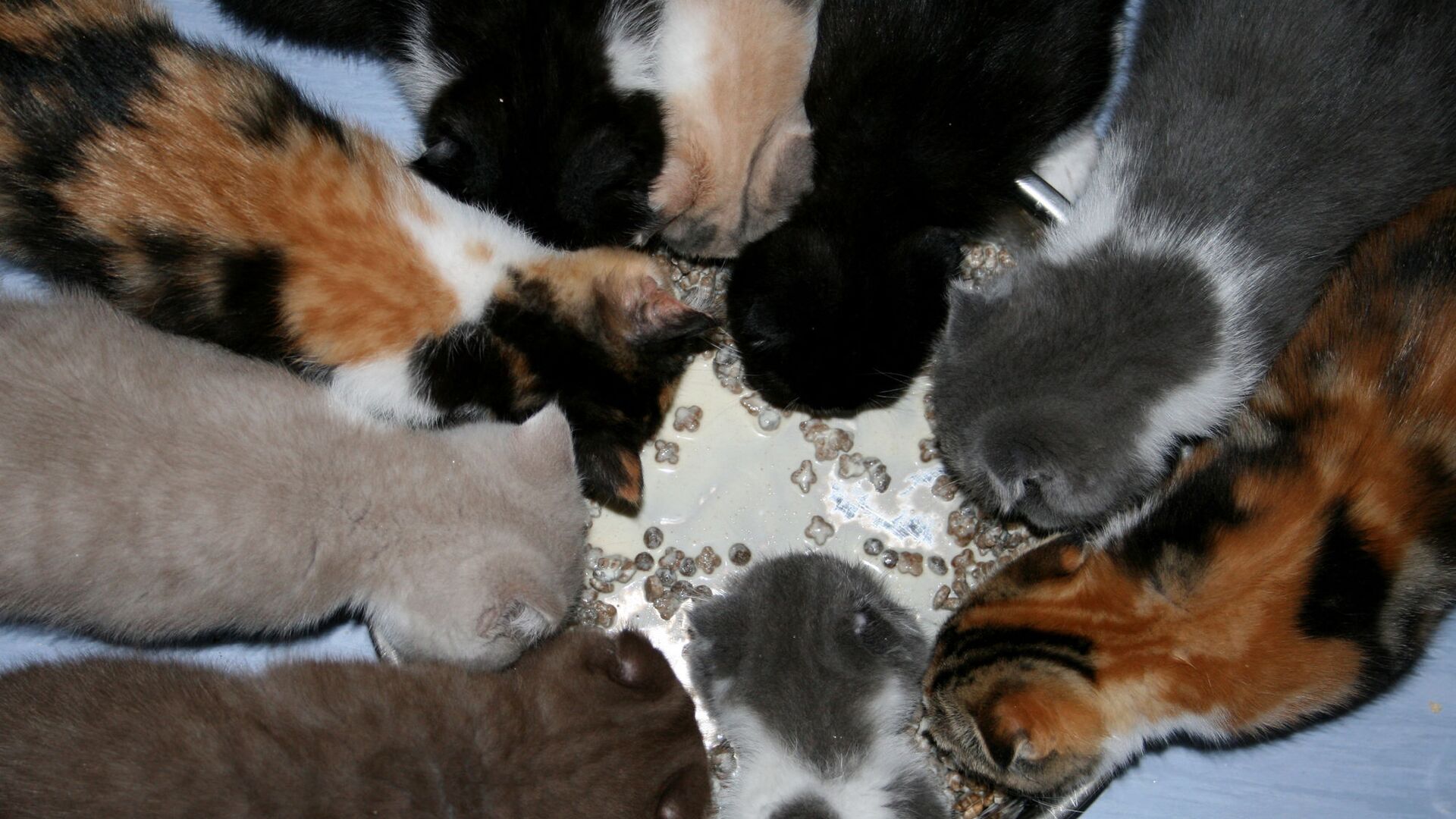 Кошки - РИА Новости, 1920, 12.10.2025