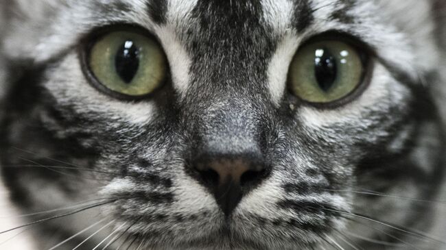 Кошка на международной выставке кошек в Сан-Хосе