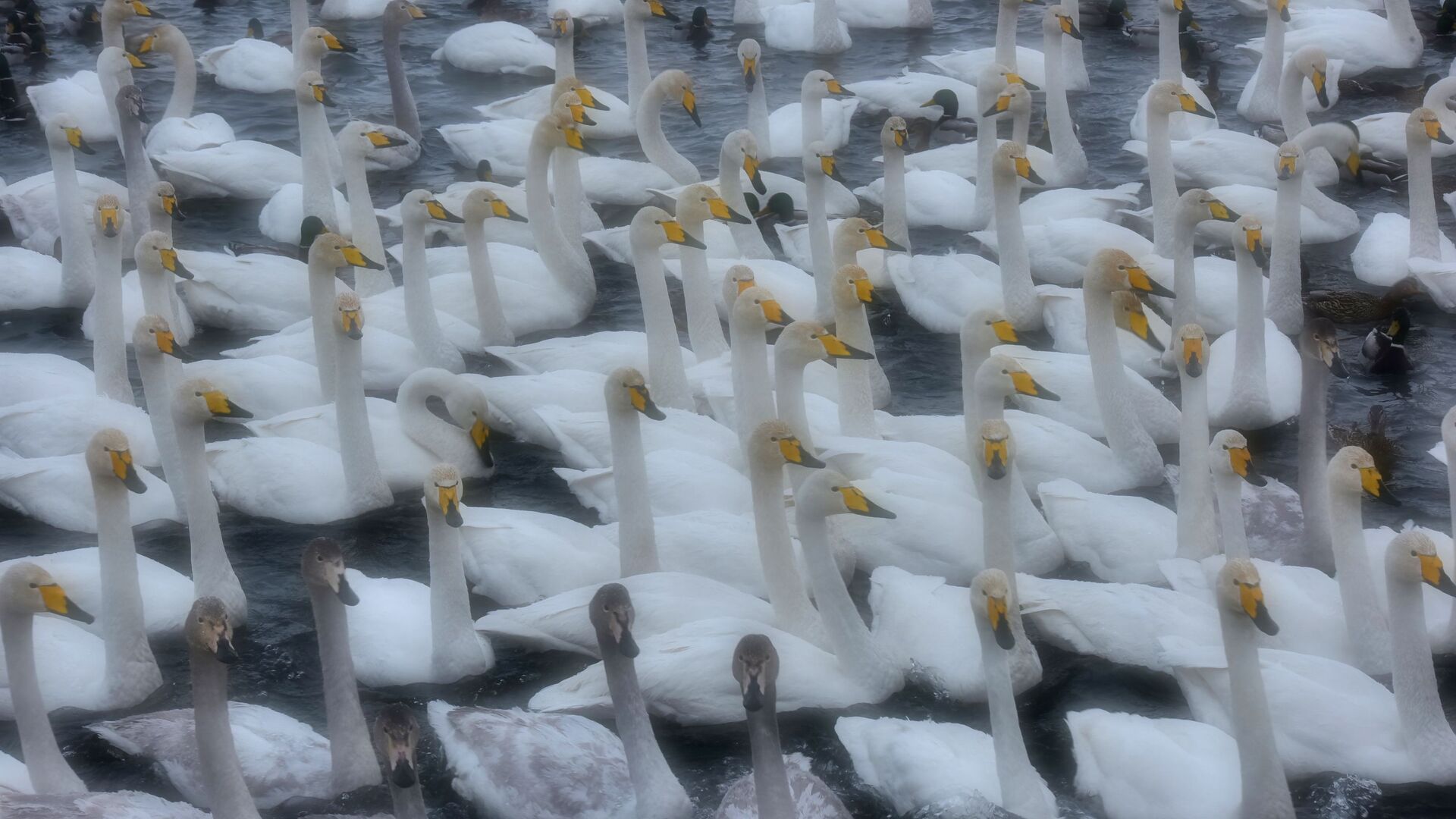 Лебеди-кликуны и утки на Лебедином озере, расположенном на территории государственного природного комплексного заказника Лебединый в Алтайском крае - РИА Новости, 1920, 22.01.2021