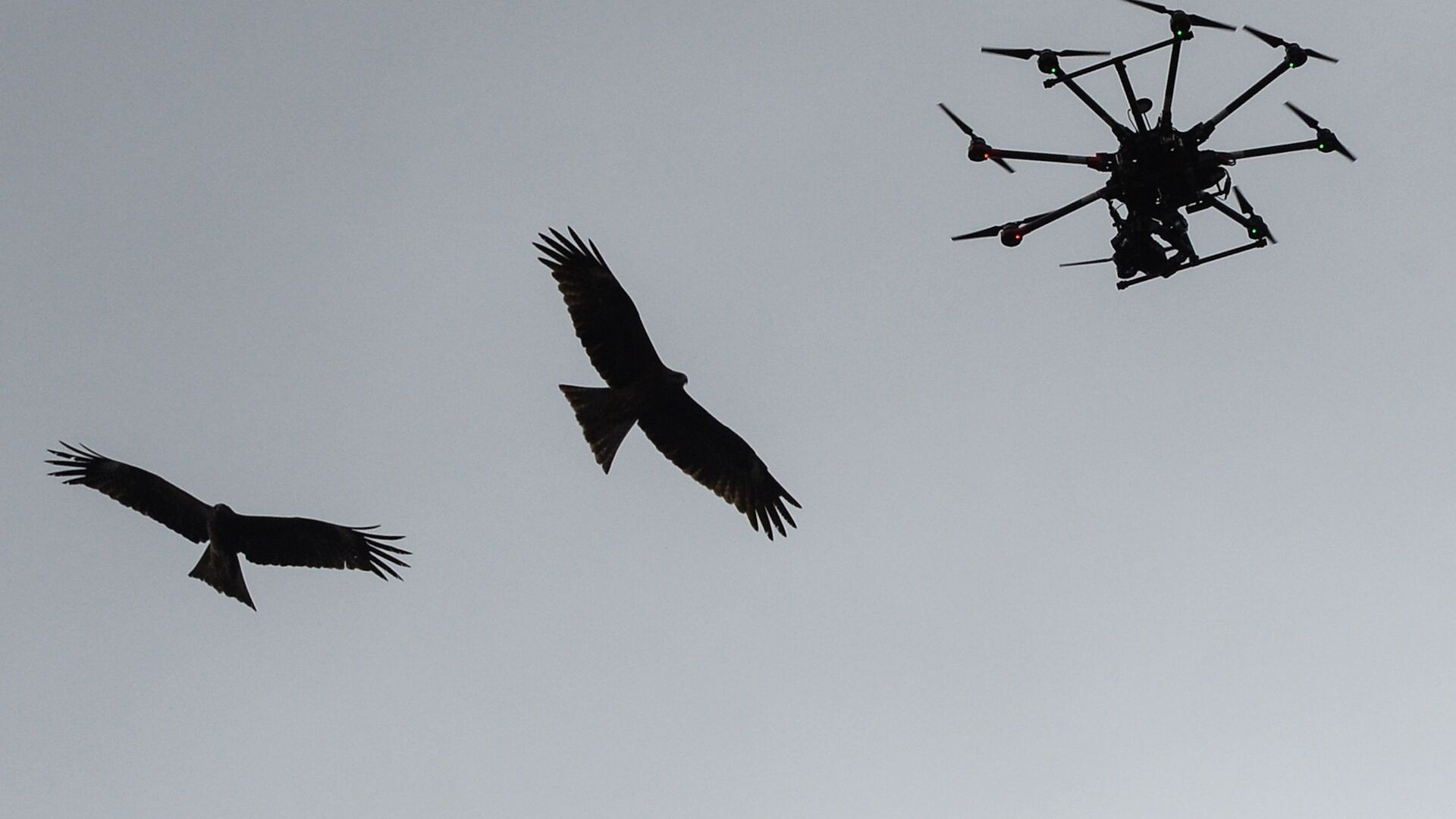 Беспилотник - РИА Новости, 1920, 29.09.2025