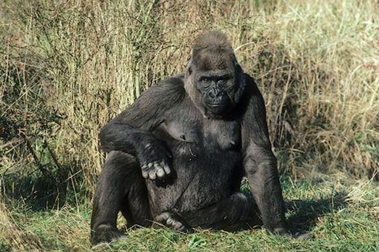 Африканская горная горилла