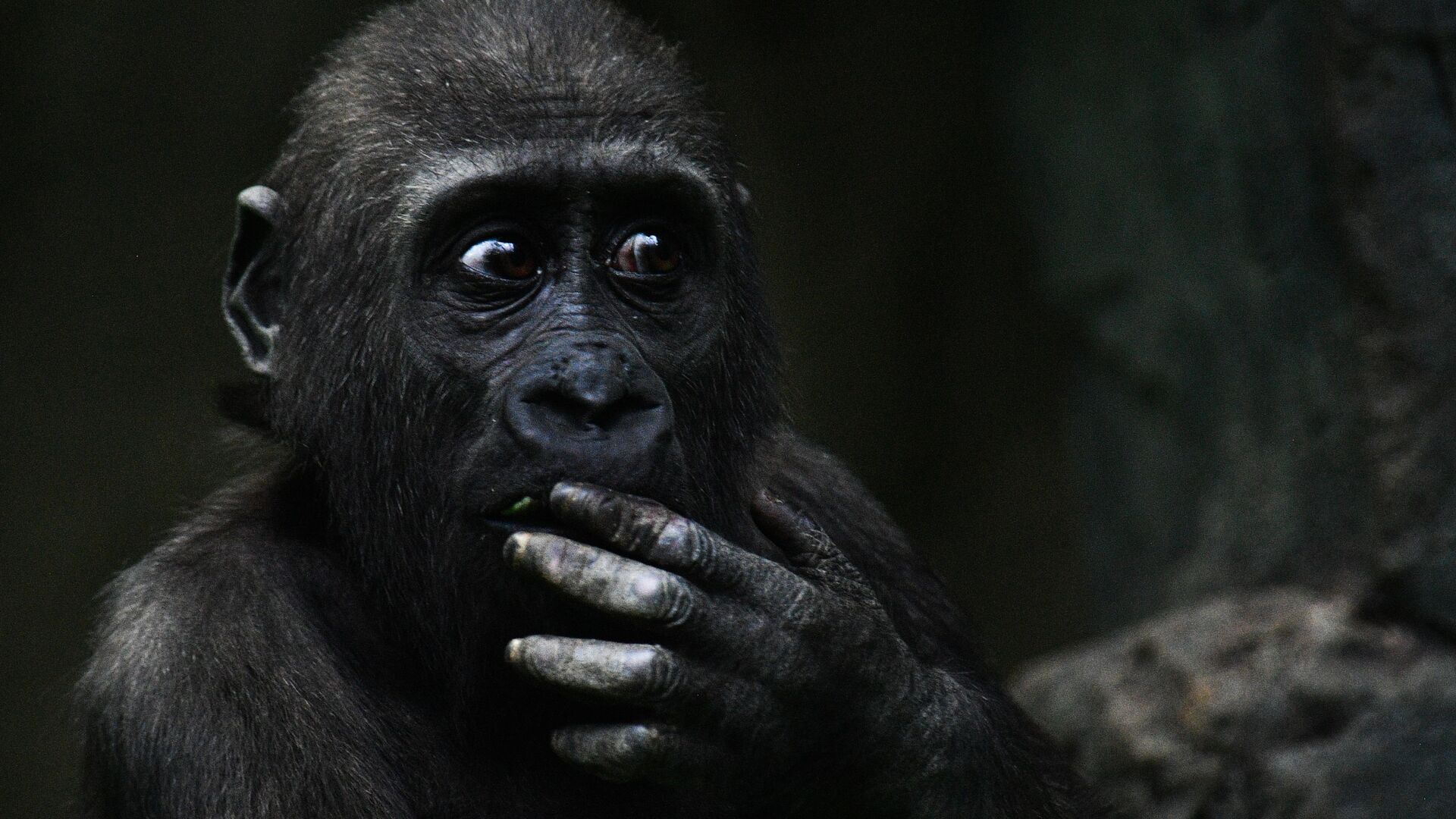 Западная равнинная горилла в Московском зоопарке - РИА Новости, 1920, 03.09.2023