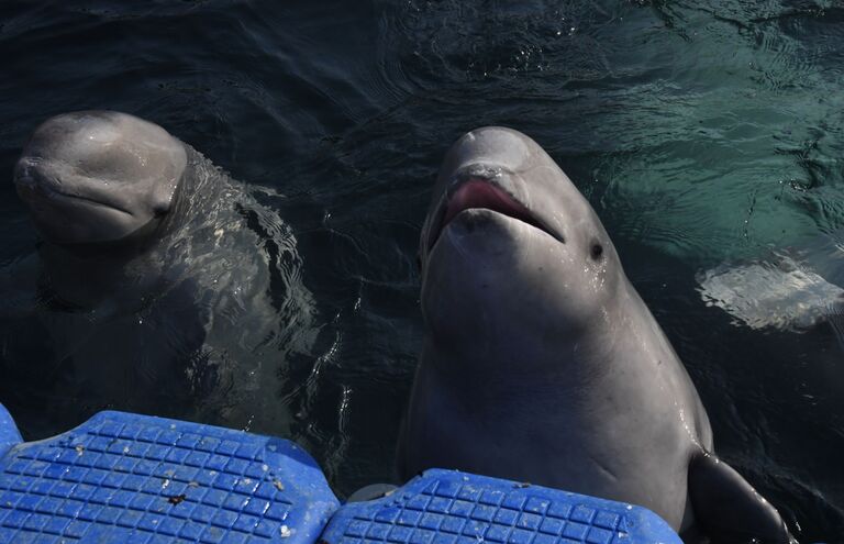Белухи в вольере Центра адаптации морских животных в бухте Средняя Приморского края