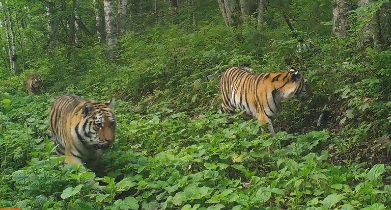 Тигрята многодетной тигрицы Анна Савельевны в Сихотэ-Алинском заповеднике