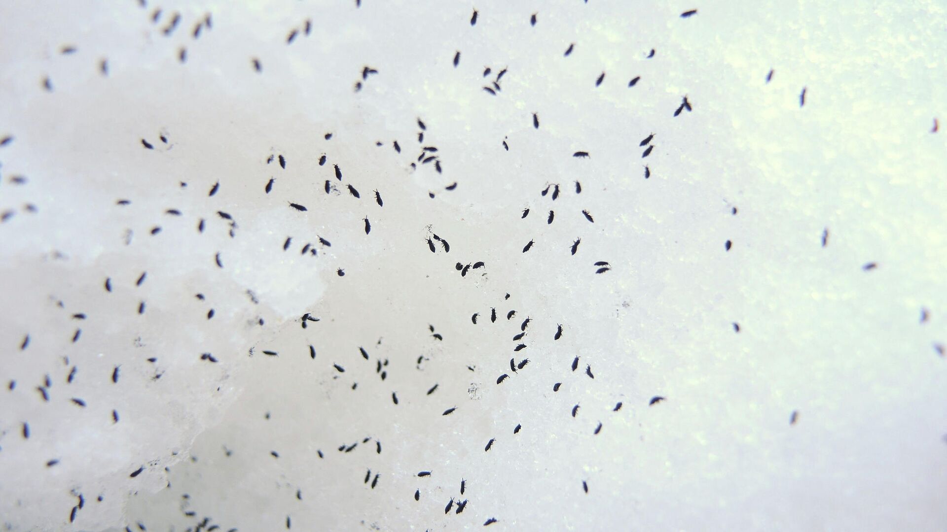 Насекомые Hypogastrura nivicola (снежная блоха) на снегу - РИА Новости, 1920, 06.02.2025
