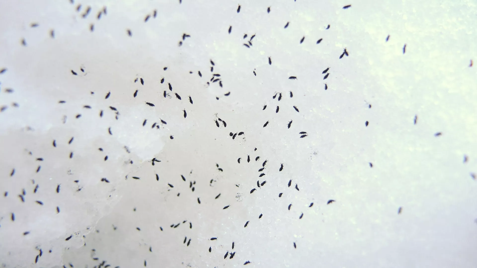 Насекомые Hypogastrura nivicola (снежная блоха) на снегу - РИА Новости, 1920, 06.02.2025