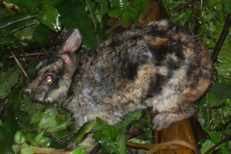 Аннамский полосатый кролик (Nesolagus timminsi)