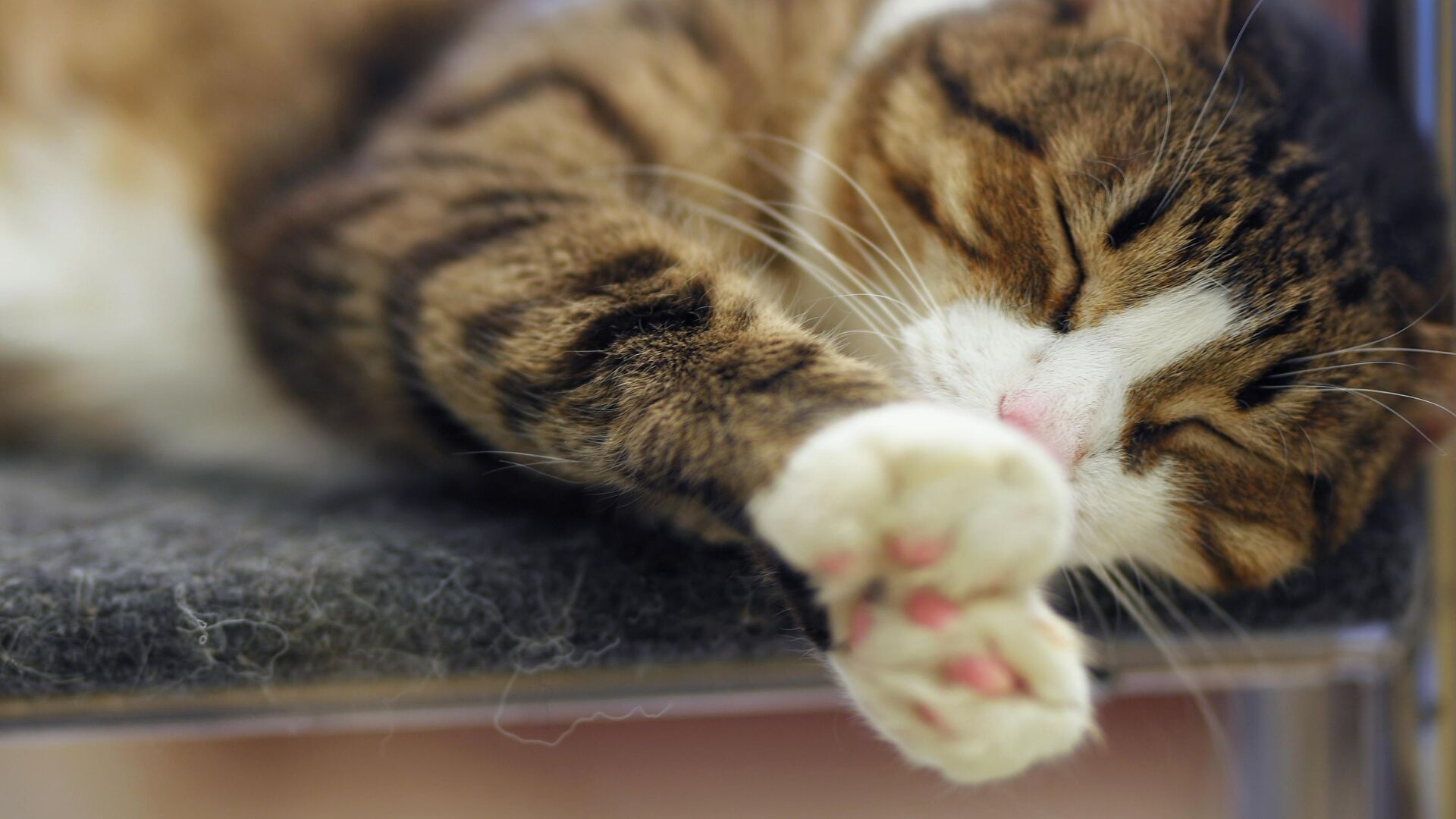 В Театре Кошек Юрия Куклачёва В Театре Кошек Юрия Куклачёва - РИА Новости, 1920, 01.02.2025