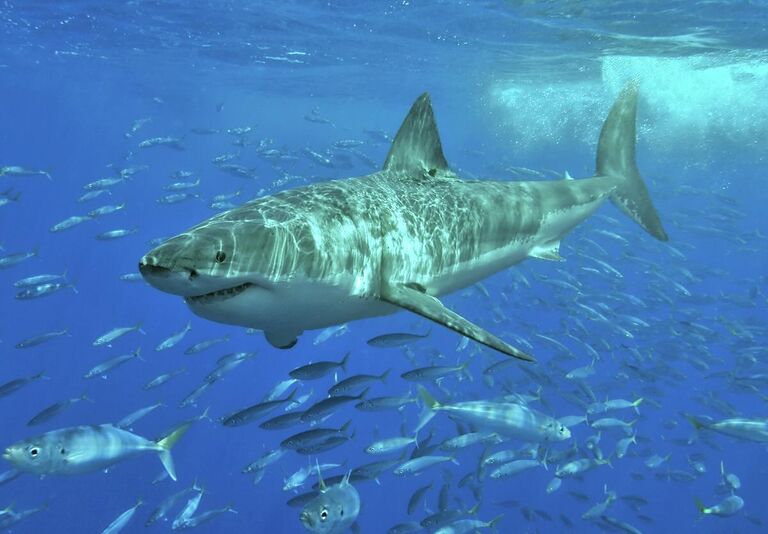 Большая белая акула