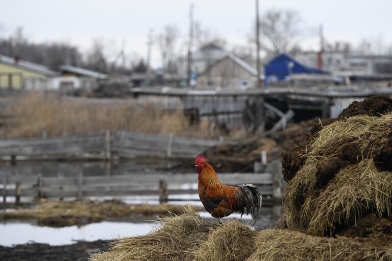 В деревне Аполлоновка, Омской области