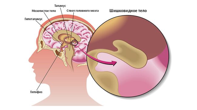 Область мозга, где вырабатывается мелатонин