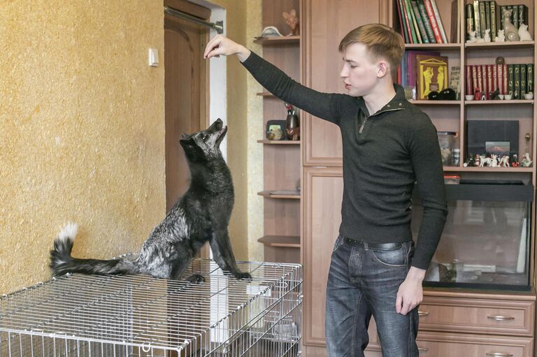 Одомашненная лисица. Фото предоставлено Институтом Цитологии и генетики СО РАН. Одомашненная лисица. Фото предоставлено Институтом Цитологии и генетики СО РАН.